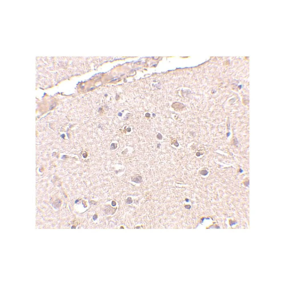ProSci 4331 BRCC36 Antibody, ProSci, 0.1 mg/Unit Secondary Image