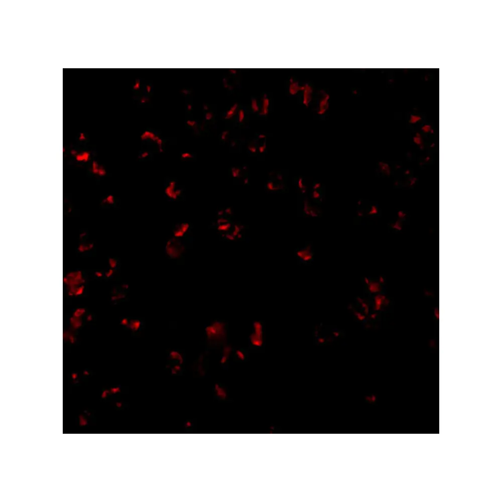 ProSci 2161_S Bcl-10 Antibody, ProSci, 0.02 mg/Unit Tertiary Image