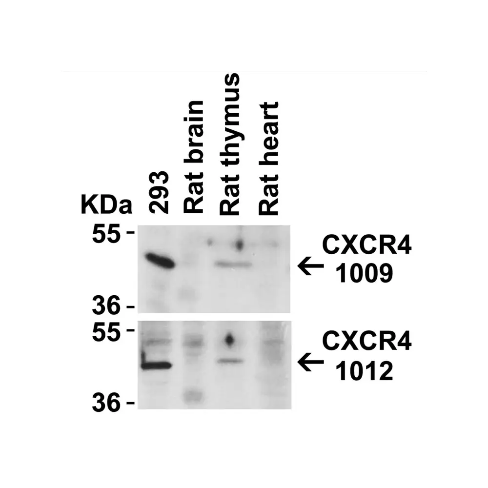 ProSci 1012 CXCR4 Antibody, ProSci, 0.1 mg/Unit Quaternary Image