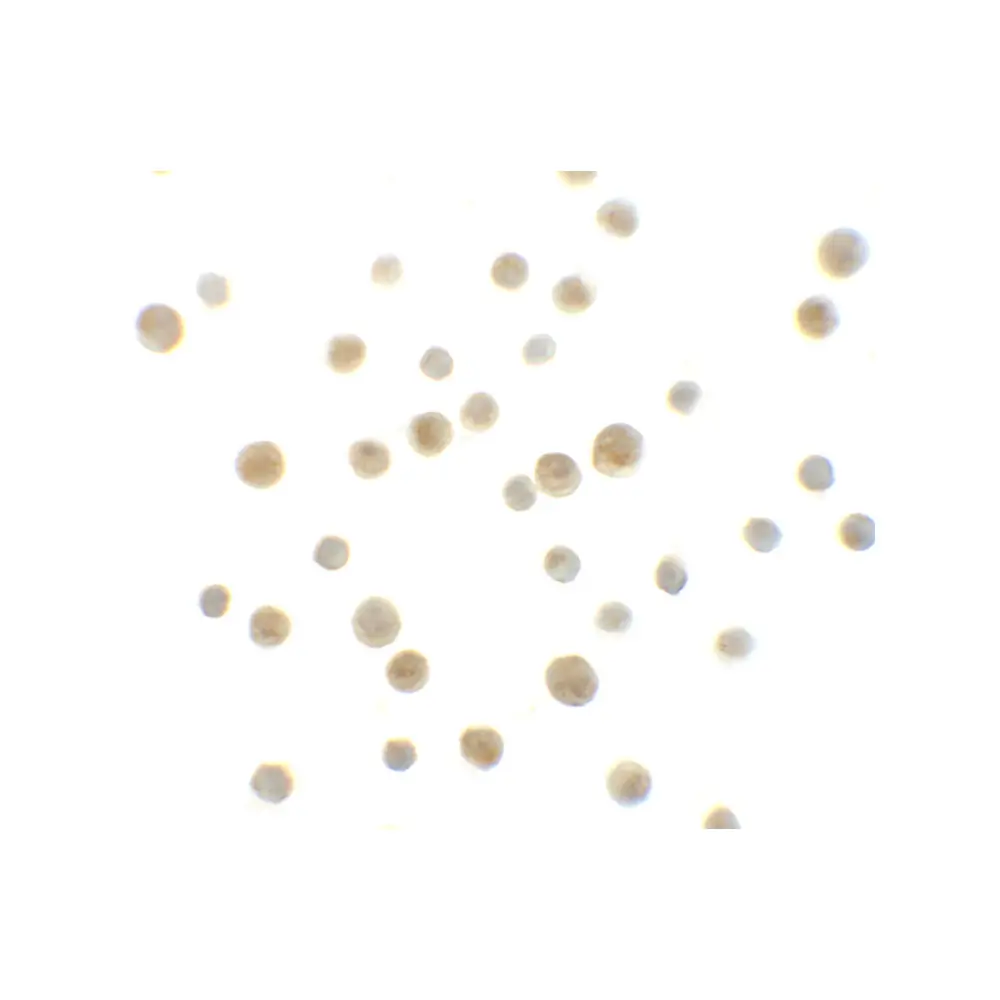 ProSci 6255_S DYRK1A Antibody, ProSci, 0.02 mg/Unit Secondary Image