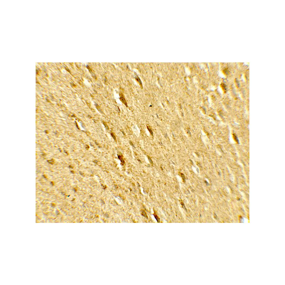 ProSci 7895_S GABARAPL2 Antibody, ProSci, 0.02 mg/Unit Secondary Image