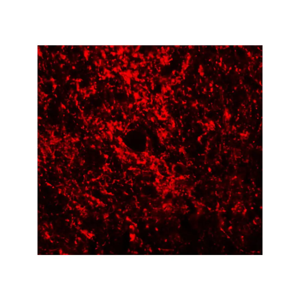 ProSci 5599 GATA3 Antibody, ProSci, 0.1 mg/Unit Tertiary Image