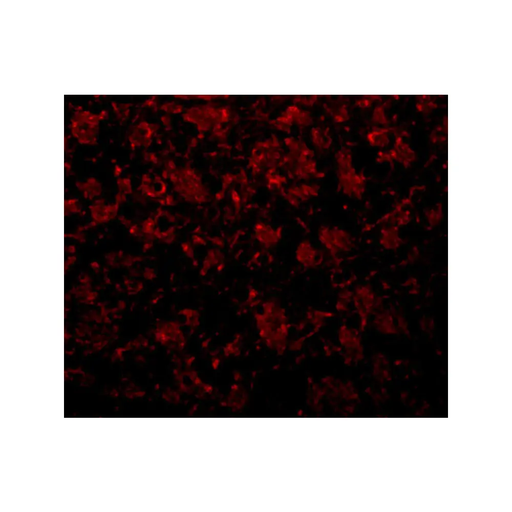 ProSci 5441_S GOLPH2 Antibody, ProSci, 0.02 mg/Unit Tertiary Image