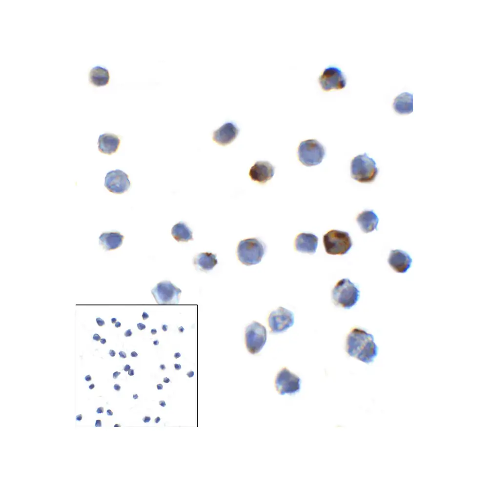ProSci RF16087 LAG3 Antibody [6D1], ProSci, 0.1 mg/Unit Primary Image