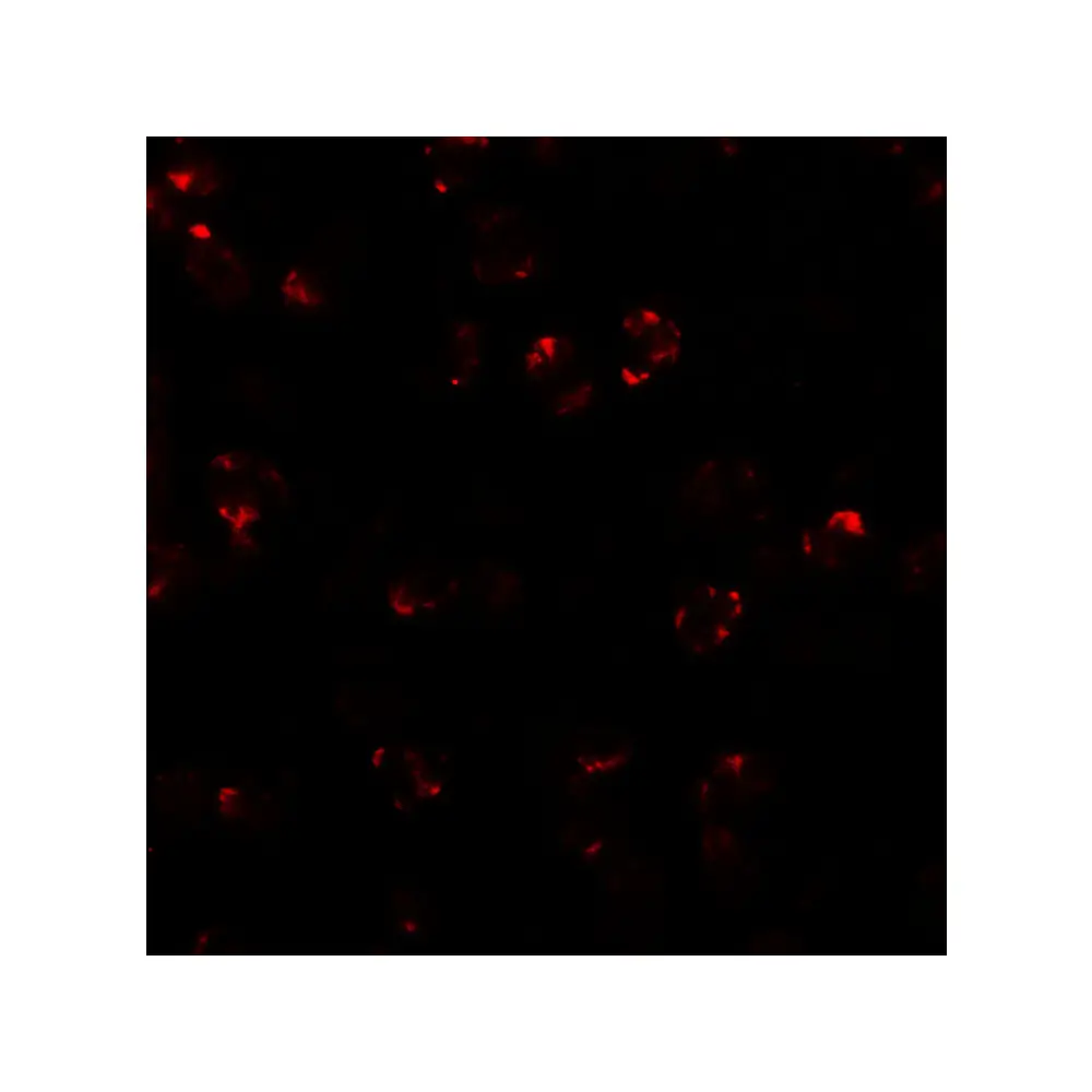 ProSci 6891_S LEMD2 Antibody, ProSci, 0.02 mg/Unit Tertiary Image