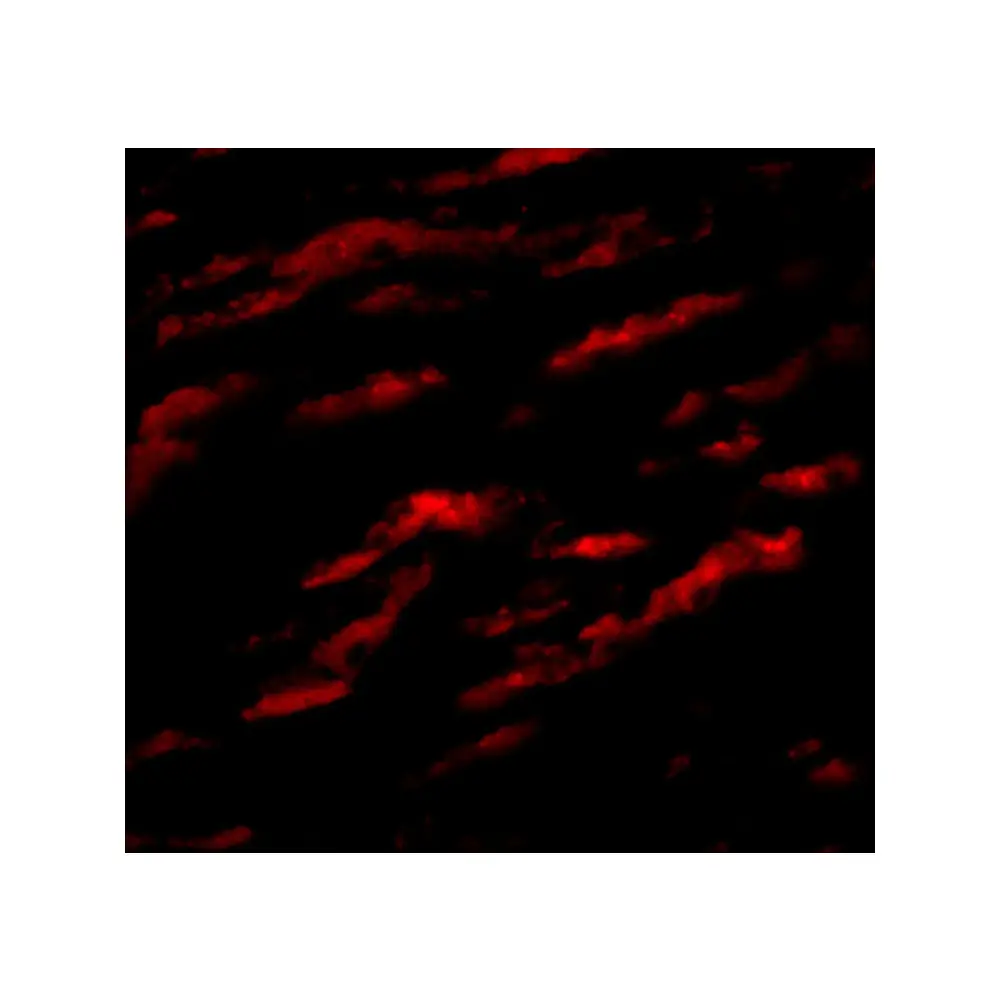 ProSci 5125 MATN1 Antibody, ProSci, 0.1 mg/Unit Tertiary Image