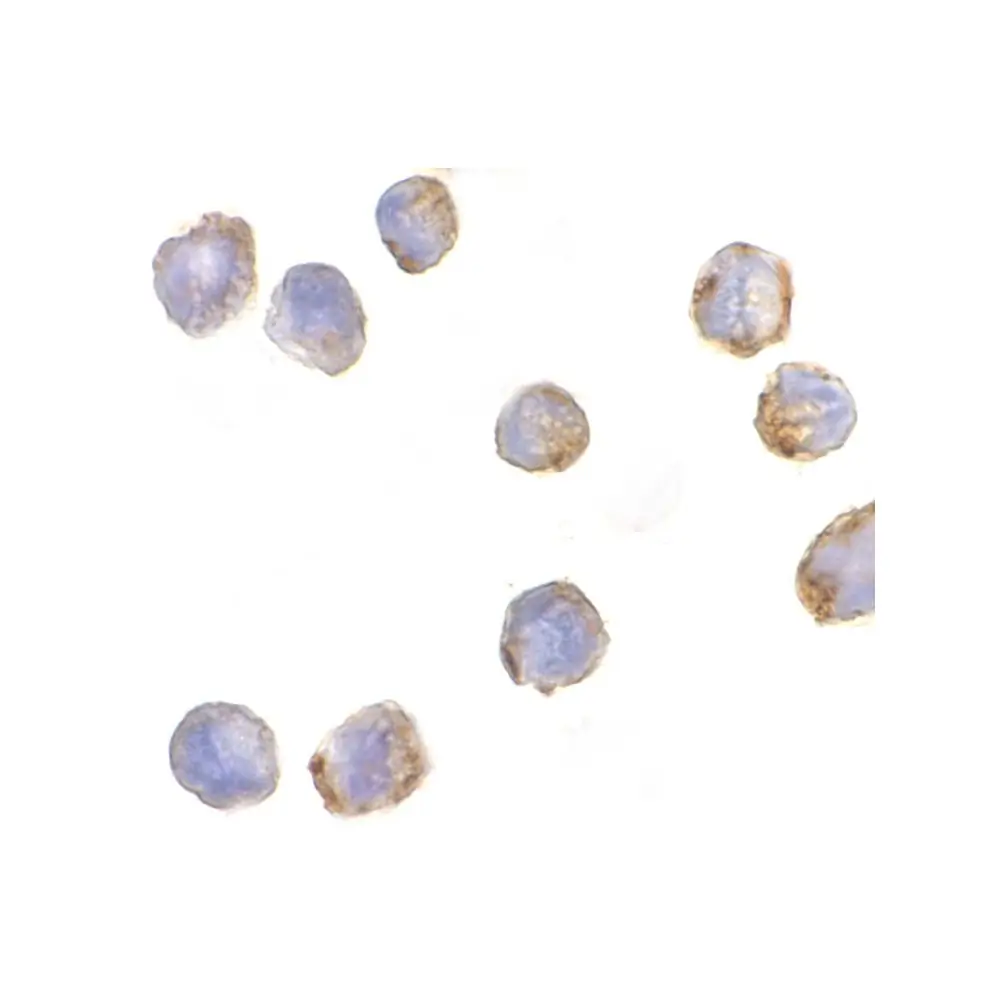 ProSci 2447 MTBP Antibody, ProSci, 0.1 mg/Unit Secondary Image