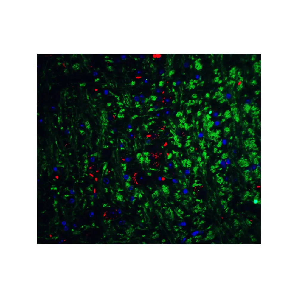 ProSci 1121 Neurturin Antibody, ProSci, 0.1 mg/Unit Senary Image