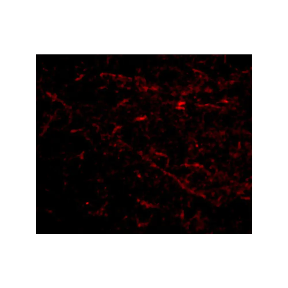 ProSci 4485_S SIRT2 Antibody, ProSci, 0.02 mg/Unit Tertiary Image